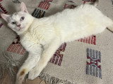 Frigost, chat calme à adopter en association