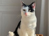 Risotto, jeune chat à adopter en association