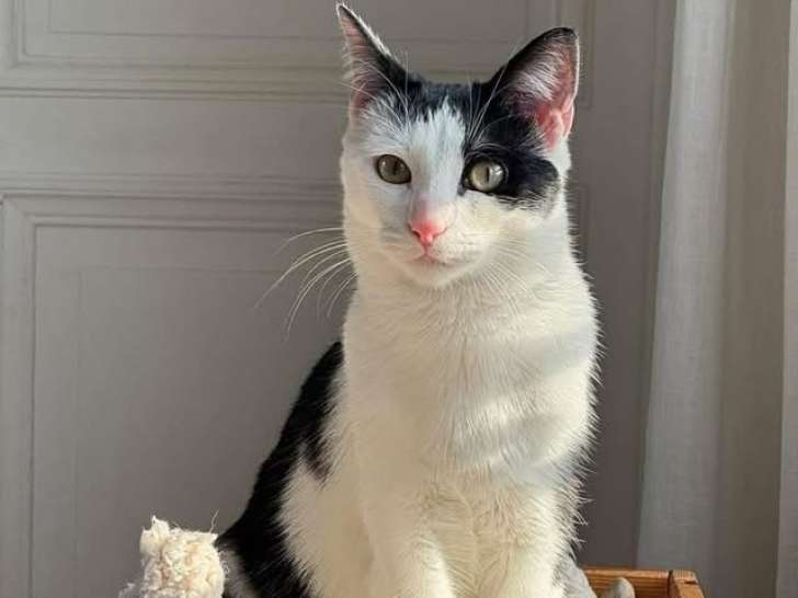 Risotto, jeune chat à adopter en association