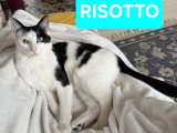 Risotto, jeune chat à adopter en association