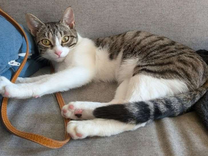 Sabra, chatonne à adopter sans enfants en bas âge