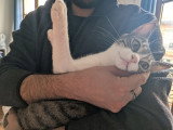 Sabra, chatonne à adopter sans enfants en bas âge