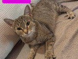 Patty, chatte à adopter en association