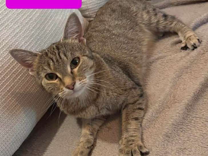 Patty, chatte à adopter en association