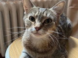 Patty, chatte à adopter en association