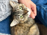 Ophelia, chatte timide à adopter en association