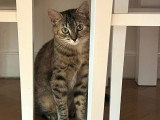 Ophelia, chatte timide à adopter en association
