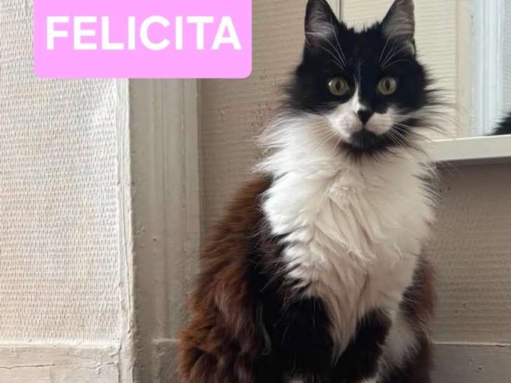 Félicita, chatte à adopter en association