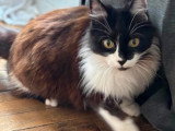 Félicita, chatte à adopter en association