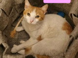 Lazuli, jeune chatte à adopter en association