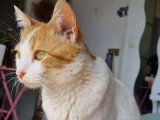 Lazuli, jeune chatte à adopter en association