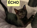 Écho, chaton à adopter en association