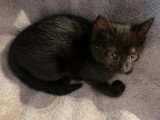 Écho, chaton à adopter en association