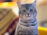 Clavo, chat à adopter en association