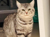 Clavo, chat à adopter en association