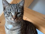 Clarence, chatte FIV+ à adopter en association