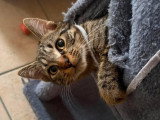 Clarence, chatte FIV+ à adopter en association