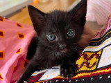 Saori et Shiryu à adopter ensemble ou séparément
