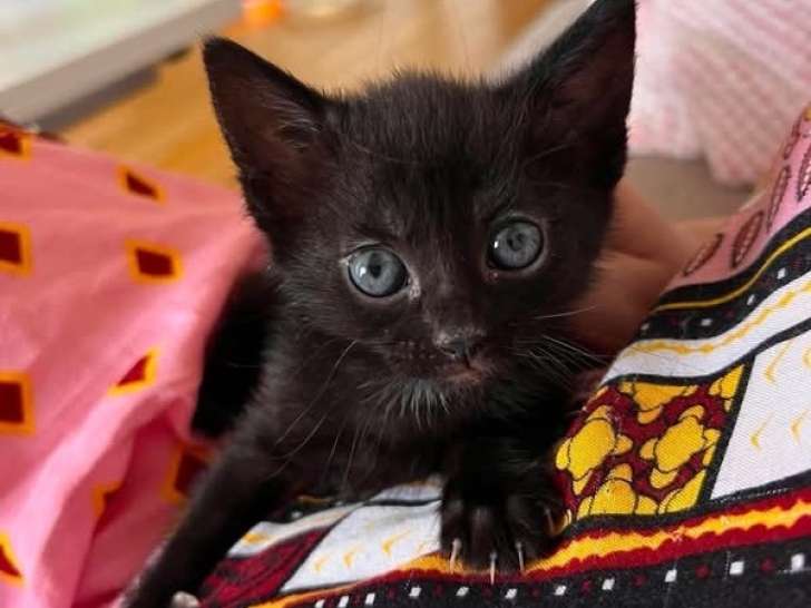 Saori et Shiryu à adopter ensemble ou séparément