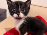 Saori et Shiryu à adopter ensemble ou séparément