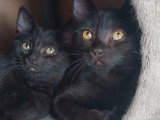Betty-Lou et Marie-Oceane à adopter en duo ou seules avec déjà un chat présent chez vous