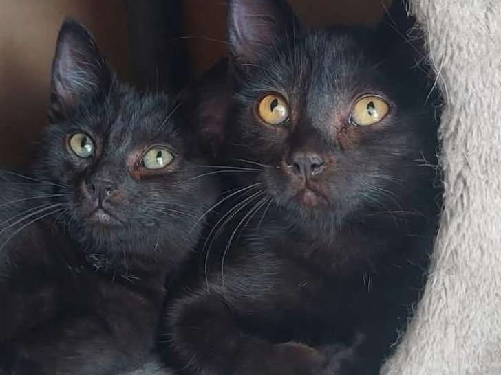 Betty-Lou et Marie-Oceane à adopter en duo ou seules avec déjà un chat présent chez vous