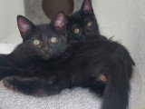 Betty-Lou et Marie-Oceane à adopter en duo ou seules avec déjà un chat présent chez vous
