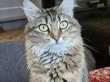 Sayang, jeune chatte à adopter en association