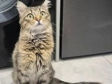 Sayang, jeune chatte à adopter en association