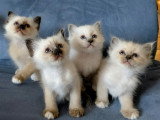 Chatons sacré de Birmanie LOOF à vendre