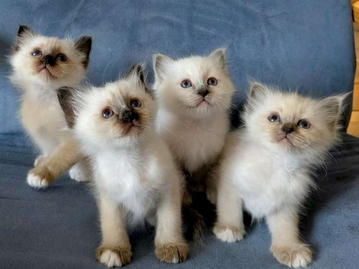 Chatons sacré de Birmanie LOOF à vendre