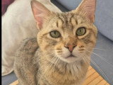 À la recherche d'une famille : chat de 4 ans