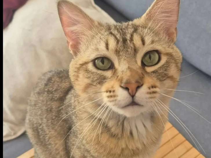 À la recherche d'une famille : chat de 4 ans