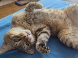 À la recherche d'une famille : chat de 4 ans