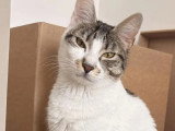 En attente d'un foyer : chatte de 4 ans