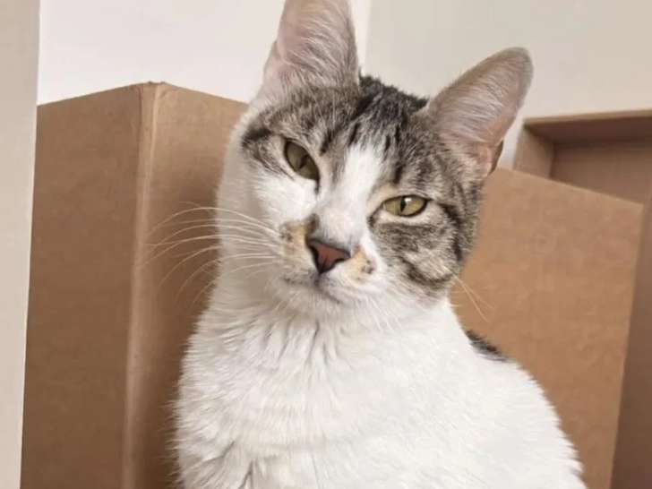 En attente d'un foyer : chatte de 4 ans