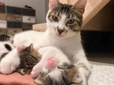 En attente d'un foyer : chatte de 4 ans