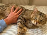 Adoption disponible : chat de 4 ans