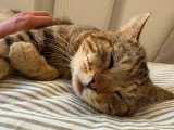 Adoption disponible : chat de 4 ans