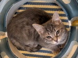 À adopter : chaton femelle gris de 4 mois