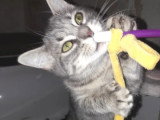 À adopter : chaton femelle gris de 4 mois