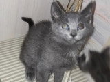 En quête d'un foyer : chaton femelle Korat gris de 2 mois