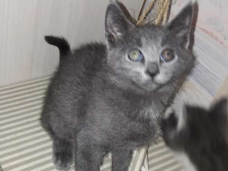En quête d'un foyer : chaton femelle Korat gris de 2 mois
