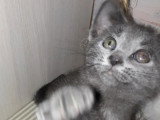 En quête d'un foyer : chaton femelle Korat gris de 2 mois