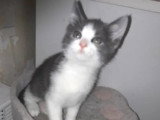 À accueillir : chaton femelle gris et blanc de 2 mois