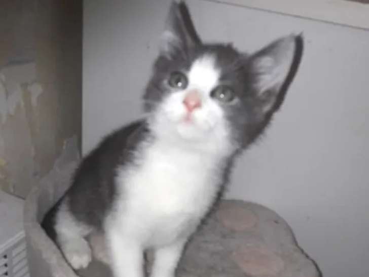 À accueillir : chaton femelle gris et blanc de 2 mois