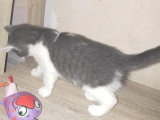 À accueillir : chaton femelle gris et blanc de 2 mois