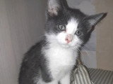 Prêt pour l'adoption : chaton femelle gris et blanc de 2 mois