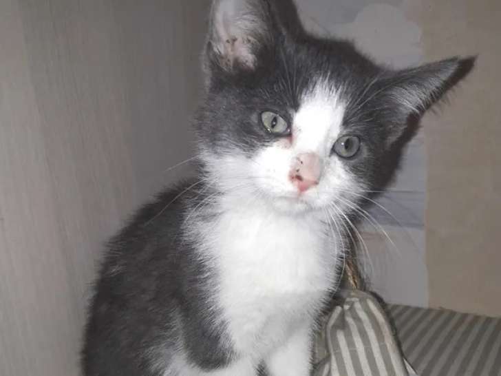 Prêt pour l'adoption : chaton femelle gris et blanc de 2 mois