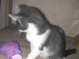 Prêt pour l'adoption : chaton femelle gris et blanc de 2 mois